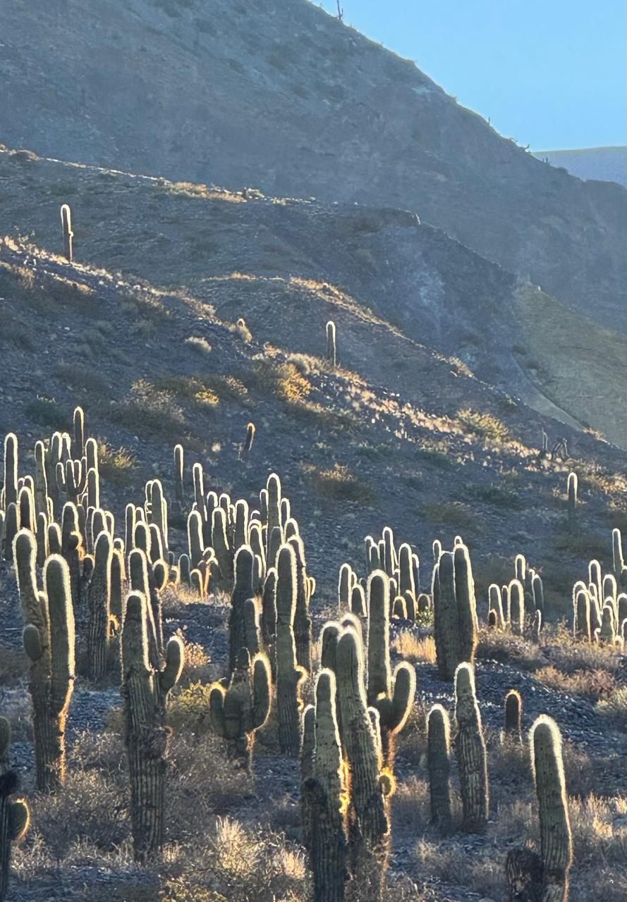 Cardones en un cerro de la puna