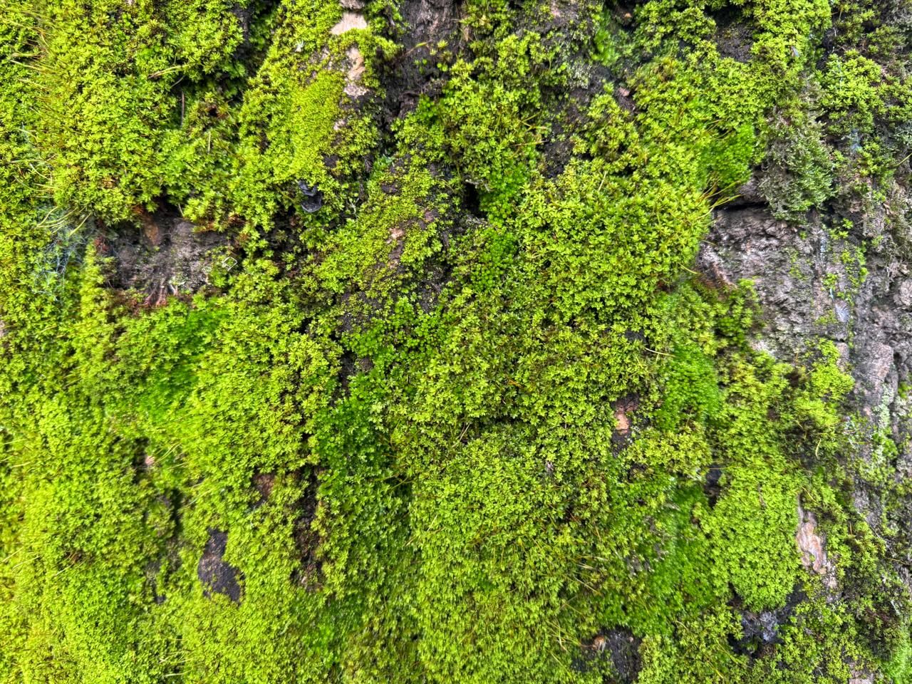 Detalle de musgo y biodiversidad de suelo